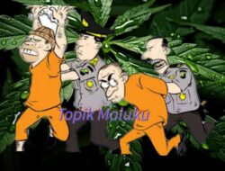 Dua Pemuda Ambon Diciduk, Polisi Sita Tujuh Paket Ganja