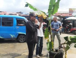 Tanam Pohon Pisang di Jalan Rusak, Gersam Ambon Protes Lambannya Perbaikan Infrastruktur