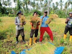 Perdana, Negeri Yaputih Panen Padi Gogo, Bukti Nyata Kerja Keras Warga dan Pemerintah Desa