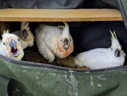 Kaka Tua Gagal Berlayar, BKSDA Maluku Gagalkan Penyelundupan di KM Labobar