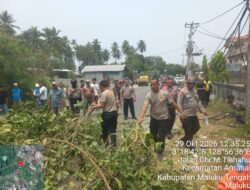 Pohon Tumbang di Depan Hotel Irene Bak Jepang, Polisi dan Warga Bersihkan Jalan